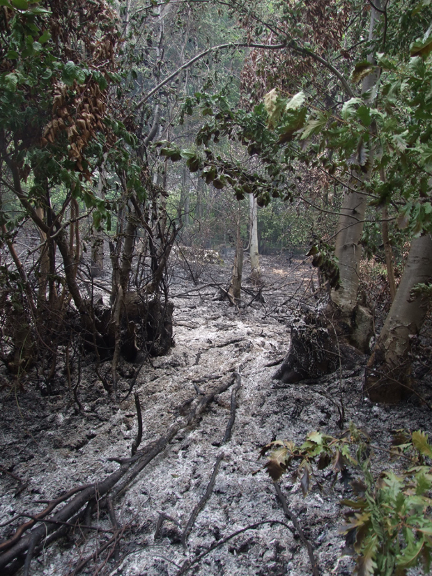 Пожари у Србији: У Пироту нема ванредне ситуације